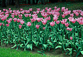 Tulipa 'China Pink'