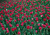 Tulipa 'Rosario' Pink and White Triumph Tulips