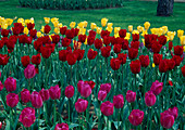 Tulipa 'Attila', 'Bastogne', 'Golden Melodie'