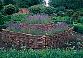 Lavender (Lavandula angustifolia) in raised bed with woven branch fence