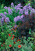 Campanula lactiflora (Dolden Glockenblume), Cotinus coggygria 'Royal Purple' (Perückenstrauch), Gaillardia x grandiflora 'Burgunder' (Rote Kokardenblume)