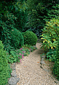 Gravel path bordered with natural stones through shade garden - Mahonia (ornamental mahonia), Buxus (boxwood) - balls, Geranium (cranesbill), Viburnum rhytidophyllum (wrinkled-leaved snowball)