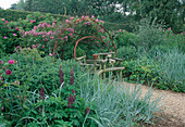 Rosa 'Veilchenblau' (Kletterrose, Ramblerrose), einmalblühend mit gutem Duft an selbstgemachter Laube, Rankhilfe aus Weidengeflecht, Leymus arenarius (Blaustrandhafer, Dünengras), Lupinus 'Wichita' (Lupinen), rustikale Sitzgruppe