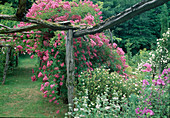 Rosa 'Maria Lisa' / Historische Rose, Ramblerrose, Kletterrose duftend, einmalblühend an selbstgebauten Rankhilfen