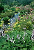 Wassergarten mit Hosta (Funkien), Primula florindae (Sommerprimeln), Dactylorhiza majalis (Knabenkraut) und Alchemilla (Frauenmantel) als Uferbepflanzung