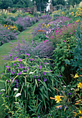 Lawn path between perennial beds: Nepeta (catmint), Tradescantia (three-master), Geranium (cranesbill), Hemerocallis (daylilies) and Phlox (flame flowers)