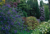 Ceanothus (Blaue Säckelblume), Rosa (weiße Rose), Wisteria (Blauregen) berankt Säulen-Konifere