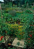 Bauerngarten mit Tomaten (Lycopersicon), Tagetes tenuifolia (Gewürz-Tagetes) und Mangold (Beta vulgaris), Trittplatten aus Holz