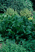 Armoracia rusticana (Meerrettich im Beet)