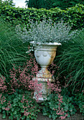 Miscanthus sinensis 'Gracillimus' (Dwarf Chinese reed), Ballota in white flower spindle on pedestal, Heuchera 'Coral Cloud' (Purple bellflower), Hedge of Hedera (Ivy)