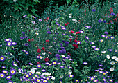 Convolvulus tricolor (Dreifarbige Winde) und Centaurea (Kornblumen) in veschiedenen Farben