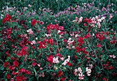 Lathyrus odoratus (sweet pea) in a bed