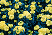 Tagetes erecta 'Galore Yellow' (Studentenblumen)