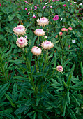Rhodanthe chlorocephala ssp. rosea Helipterum roseum 'Drakkar' (Sonnenflügel, Immortelle)