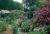 Rosa 'Maria Lisa' (rambler rose) single flowering, Potentilla (finger shrub), Sisyrinchium (rush lily), Lavatera (bush mallow) and Papaver somniferum (opium poppy)