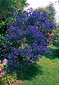 Ceanothus 'Concha', beautiful shrub for vineyard climates