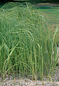 Spartina pectinata 'Aureomarginata' (Golden ridge grass) in gravel