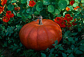 Pumpkin (Cucurbita maxima 'Rouge vif d'Etampes' syn. 'Red Centner')