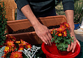 Kasten mit Herbstblumen bepflanzen Pflanzen im Topf tauchen zur guten Durchfeuchtung