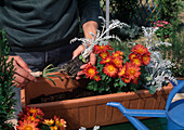 Plant box with autumn flowers