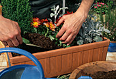 Plant the box with autumn flowers: fill in the gaps with soil.
