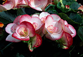 Begonia tuberhybrida Netja 'Camilla' Begonie