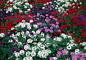 Mixed bed of Verbena (verbena)