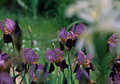 Iris barbata-Elatior-Hybride 'Alcazar' (Schwertlilie)
