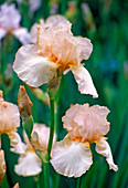 Iris Barbata Elatior 'Dentelle Rose' (Schwertlilie)