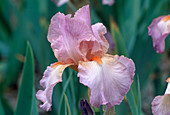 Iris Barbata Elatior 'Blushing Pink' (Schwertlilie)