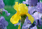 Iris germanica 'Golden Eclipse' (Schwertlilie)