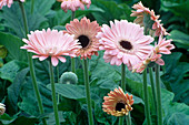 Gerbera 'Sympathy'