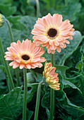 Gerbera 'Beying'