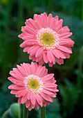 Gerbera 'Balalaika'