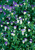 Viola tricolor (Wild Pansy)