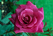 Rosa 'Chartreuse de Parme', Delbard, Teehybride, Beetrose, öfterblühend, fruchtiger süßer Duft