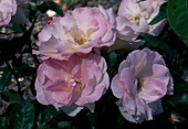 Rosa 'Lady of the Dawn' (Floribunda), repeat flowering with fragrance