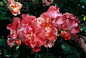 Rosa 'Grimaldi'-Malerrose v. Delbard Beetrose, buschiger Wuchs, öfterblühend, sehr guter Duft