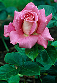 Rosa 'James Pereire' Tea hybrid, repeat flowering, strong fragrance