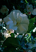 Rosa 'Sourire d'Orchidée' Noisette rose, öfterblühend, duftend, bedingt frosthart