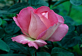 Rosa 'Madame Victor Dimitriu' Tea hybrid, repeat flowering, good fragrance