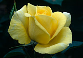 Rosa 'President Armand Zinsch' Tea hybrid, repeat flowering, fruity fragrance
