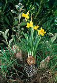 Narcissus 'Téte á téte' (daffodils, bulb and roots are visible)