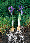 Iris reticulata (reticulated iris), roots visible