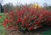 Chaenomeles japonica (Japanese quince)