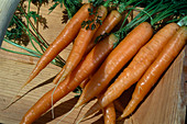 Freshly washed carrots 'Imperator' (Daucus carota)