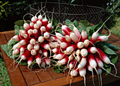 Radish 'Flamboyant' (Raphanus) freshly washed and bundled