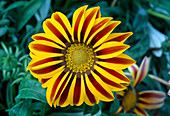 Gazania rigens 'Big Kiss Yellow Flame' (treasure flower)