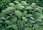 Salvia officinalis