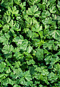 Petroselinum crispum (Petersilie)